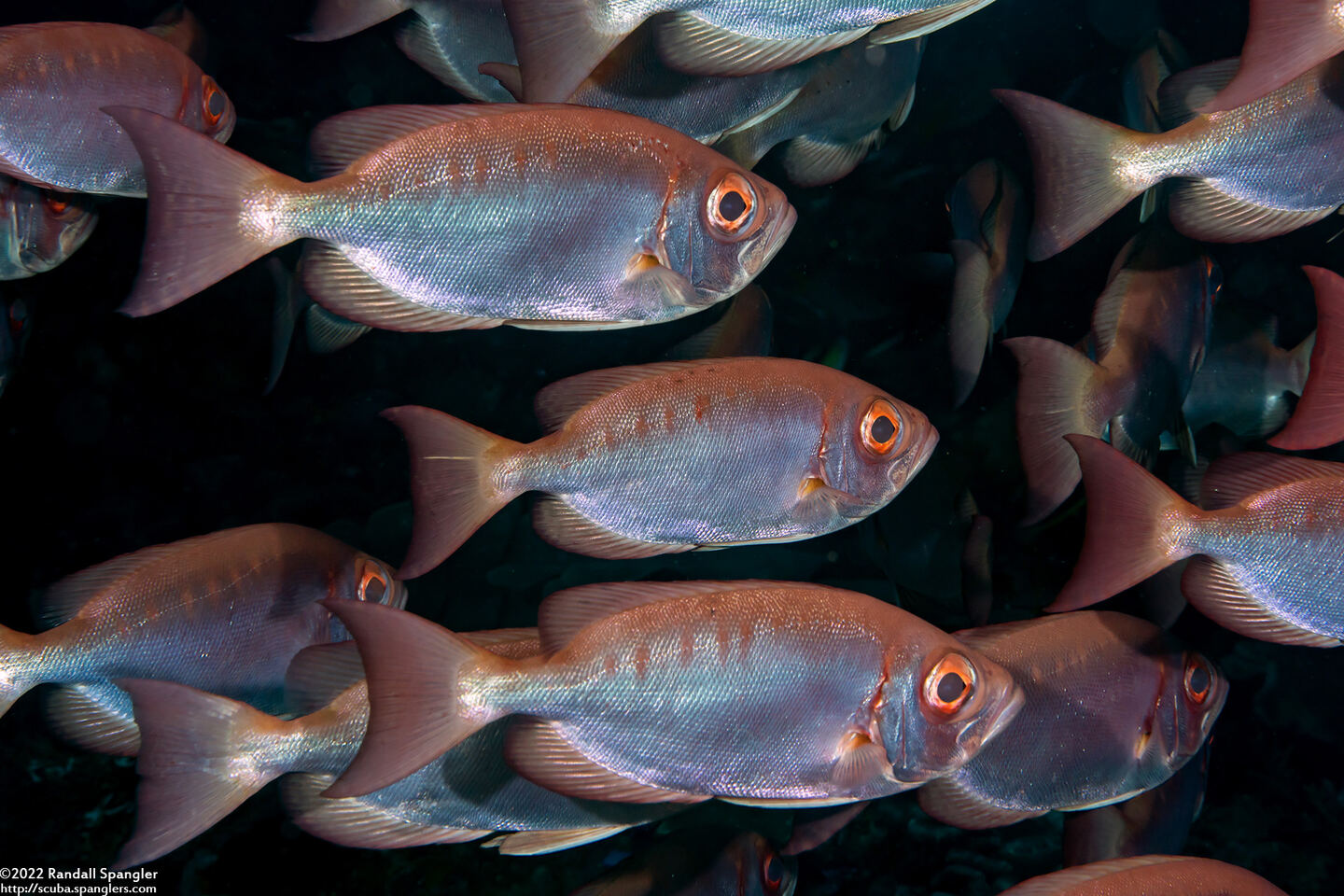 Priacanthus hamrur (Crescent-Tail Bigeye)