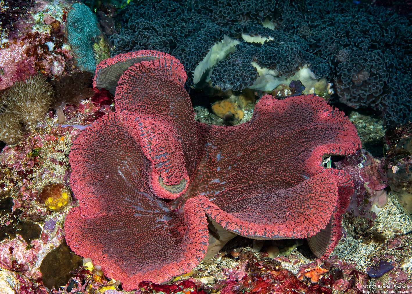 Stichodactyla haddoni (Haddon's Sea Anemone)