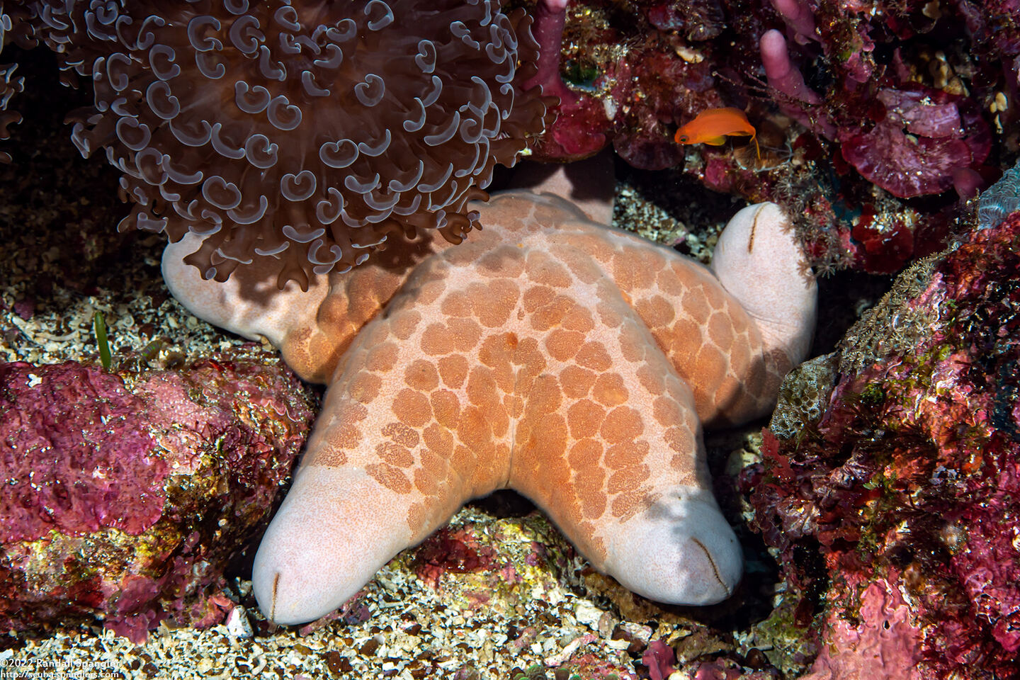 Choriaster granulatus (Granular Sea Star)