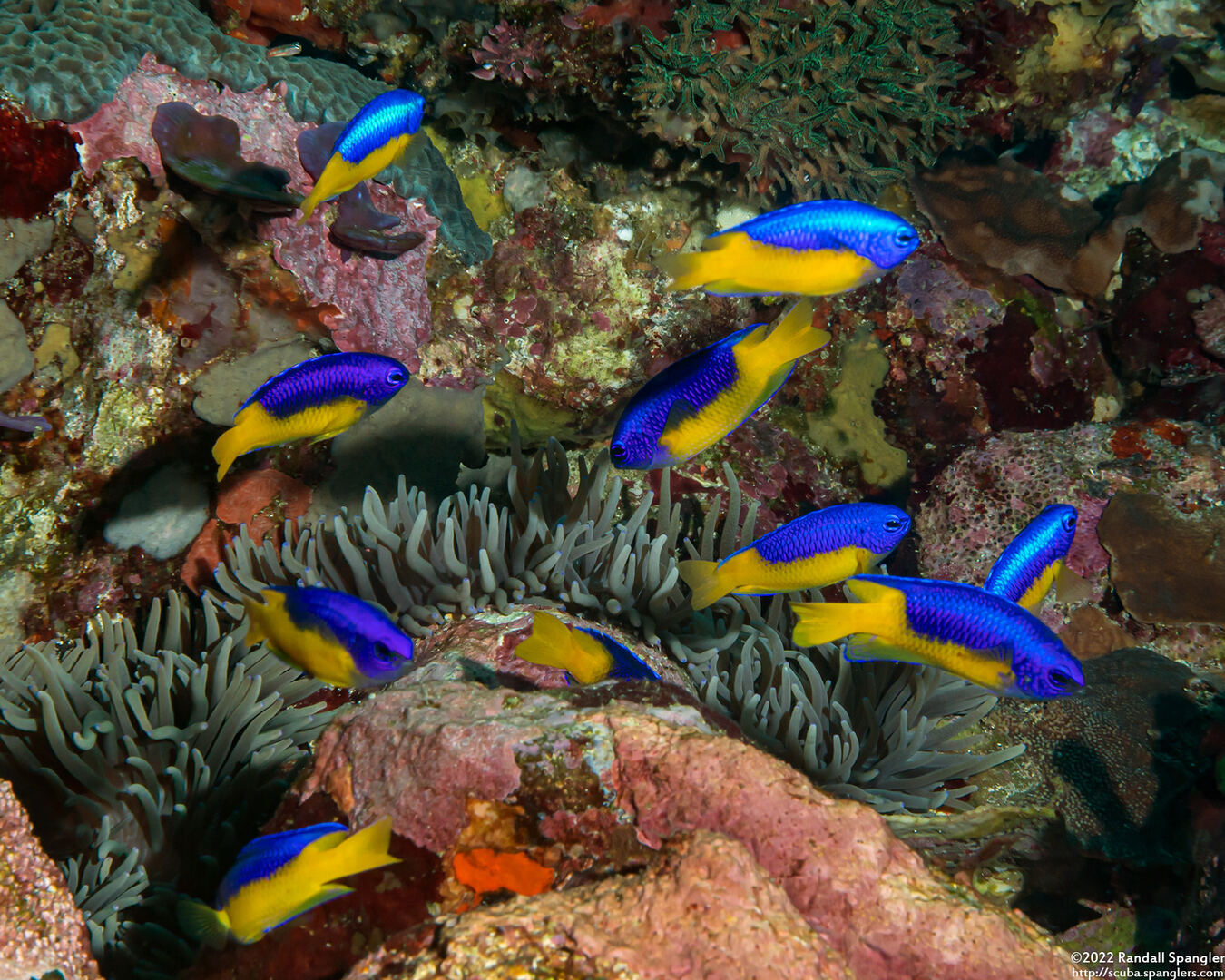 Pomacentrus auriventris (Goldbelly Damsel)
