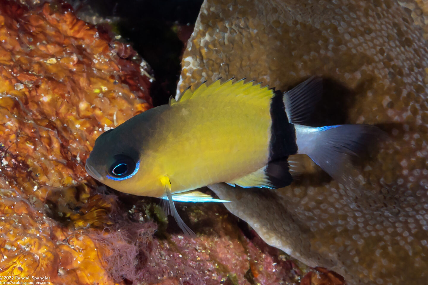 Chromis retrofasciata (Blackbar Chromis)