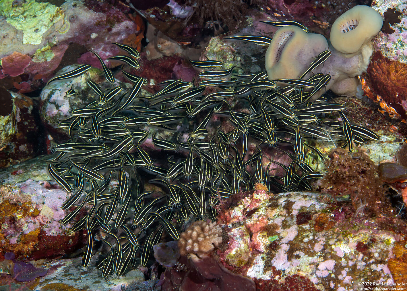 Plotosus lineatus (Striped Catfish)