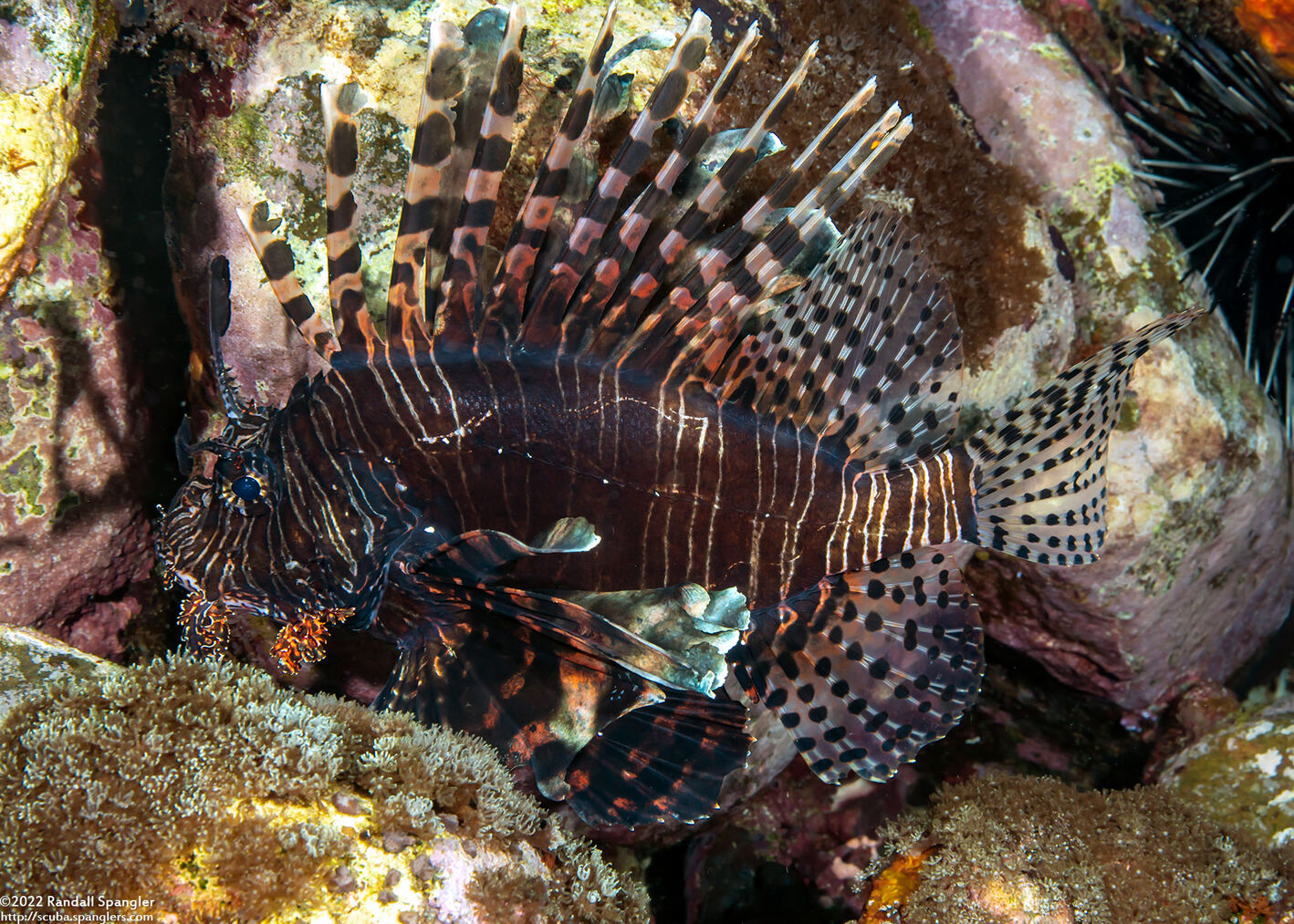 Pterois volitans (Red Lionfish)