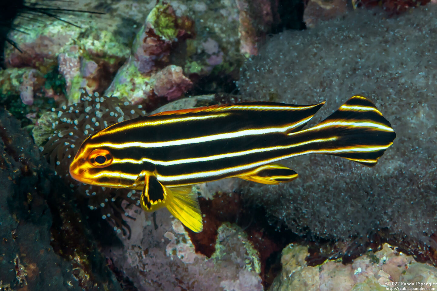 Plectorhinchus polytaenia (Ribbon Sweetlips)