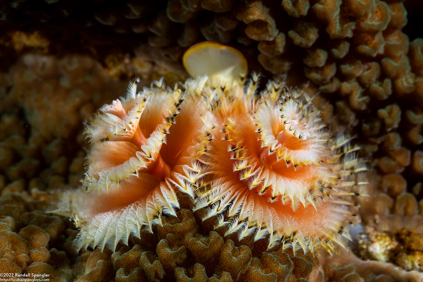 Spirobranchus sp.1 (Christmas Tree Worm)