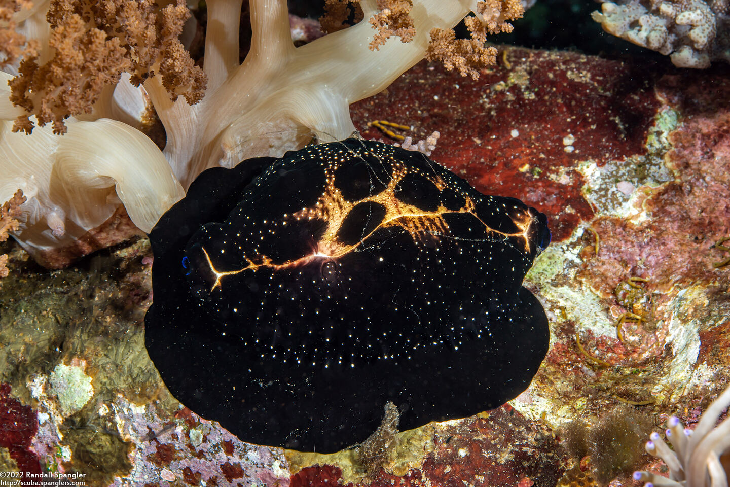 Ovula ovum (Common Egg Cowry)