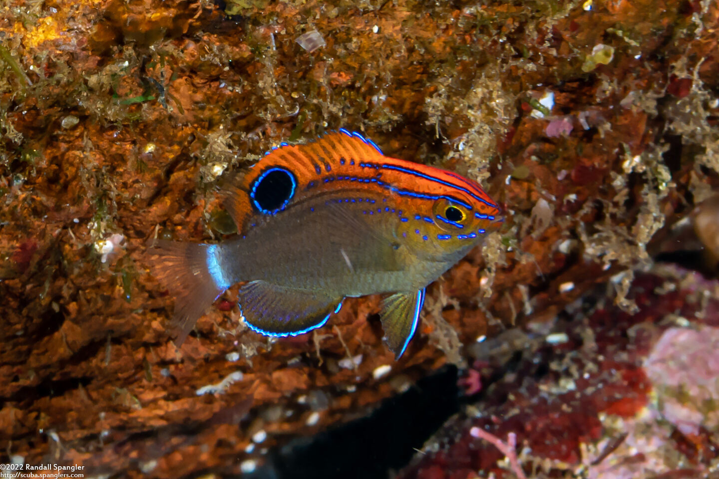 Pomacentrus bankanensis (Speckled Damsel)