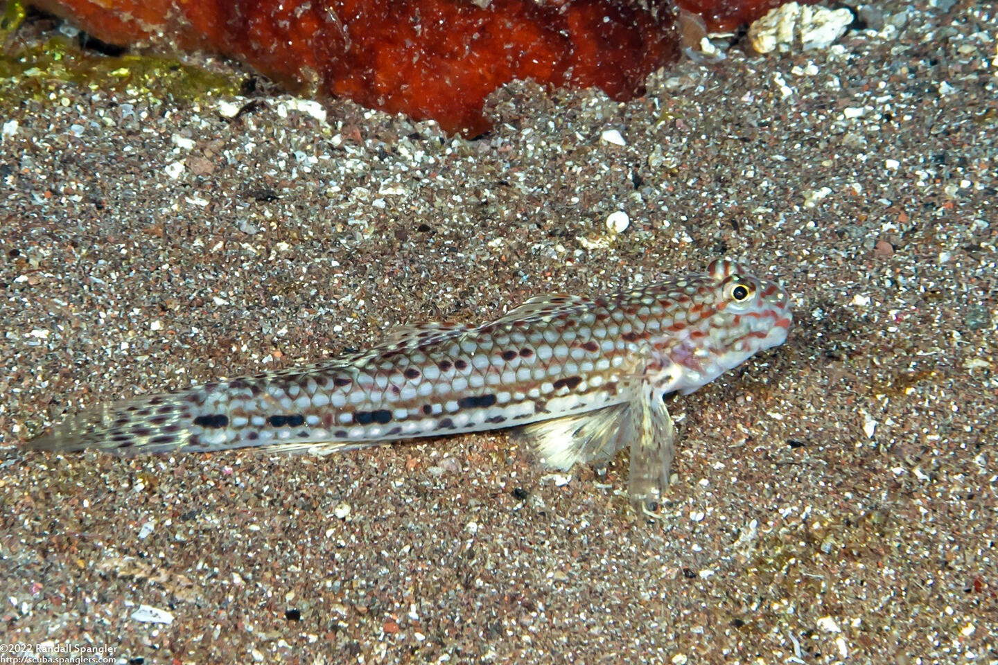 Istigobius ornatus (Ornate Sandgoby)