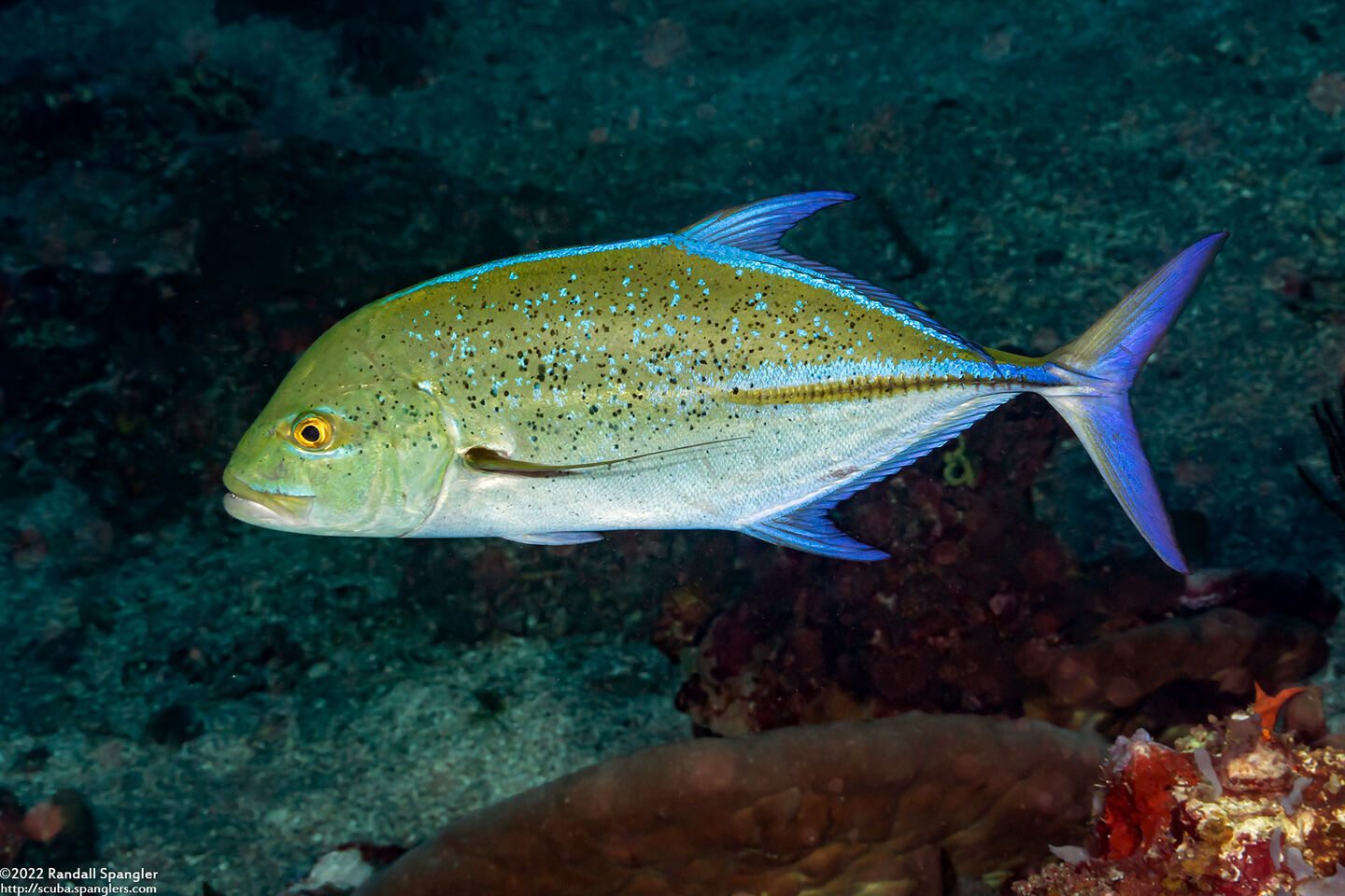 Caranx melampygus (Bluefin Trevally)