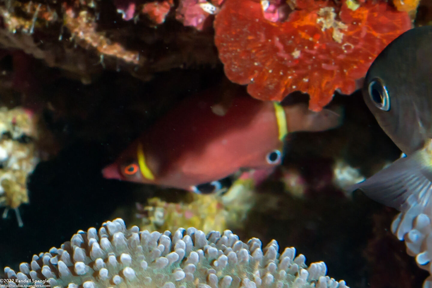 Wetmorella nigropinnata (Sharpnose Wrasse)