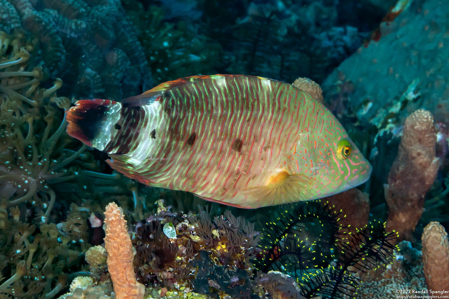 Cheilinus trilobatus (Tripletail Wrasse)