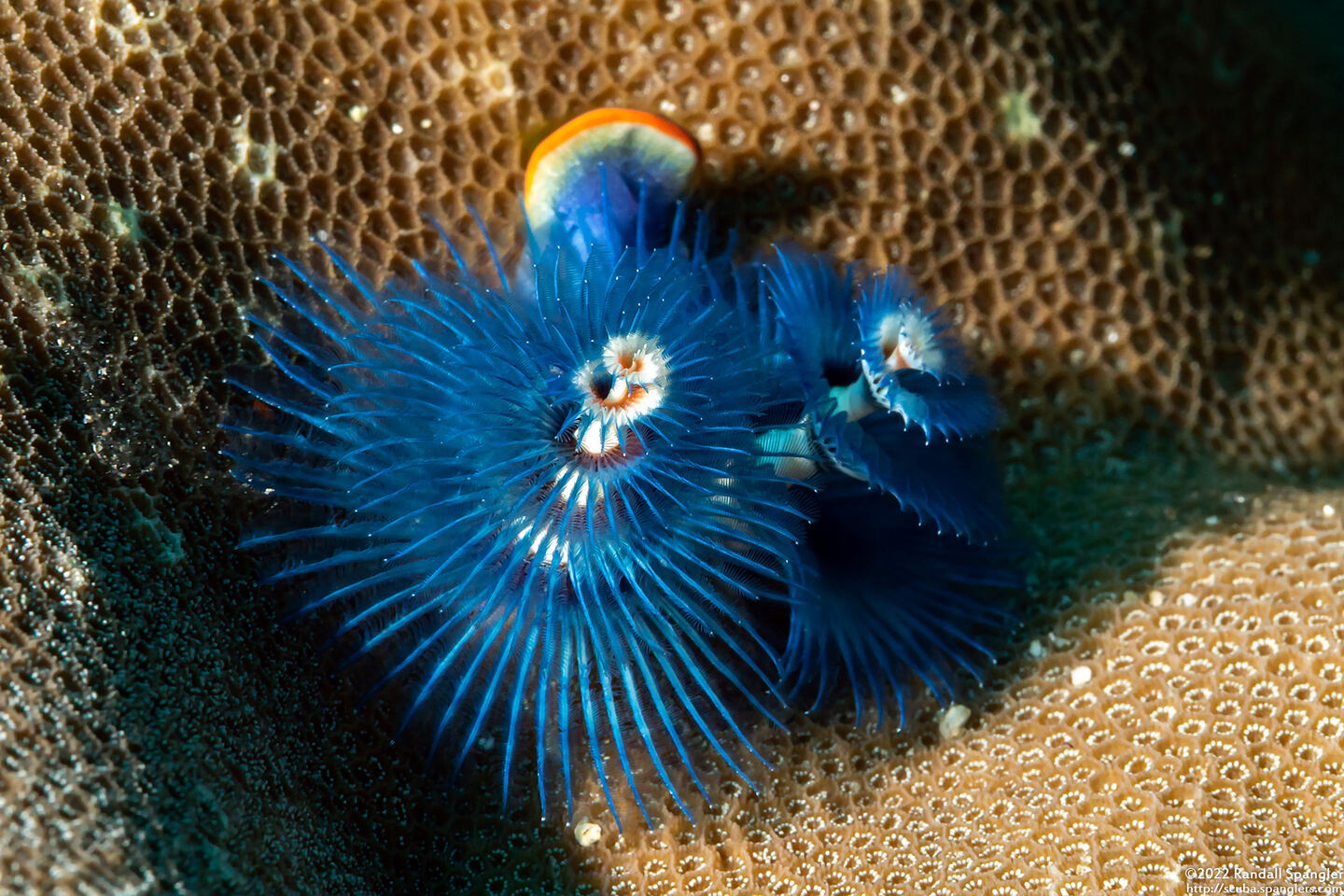 Spirobranchus sp.1 (Christmas Tree Worm)