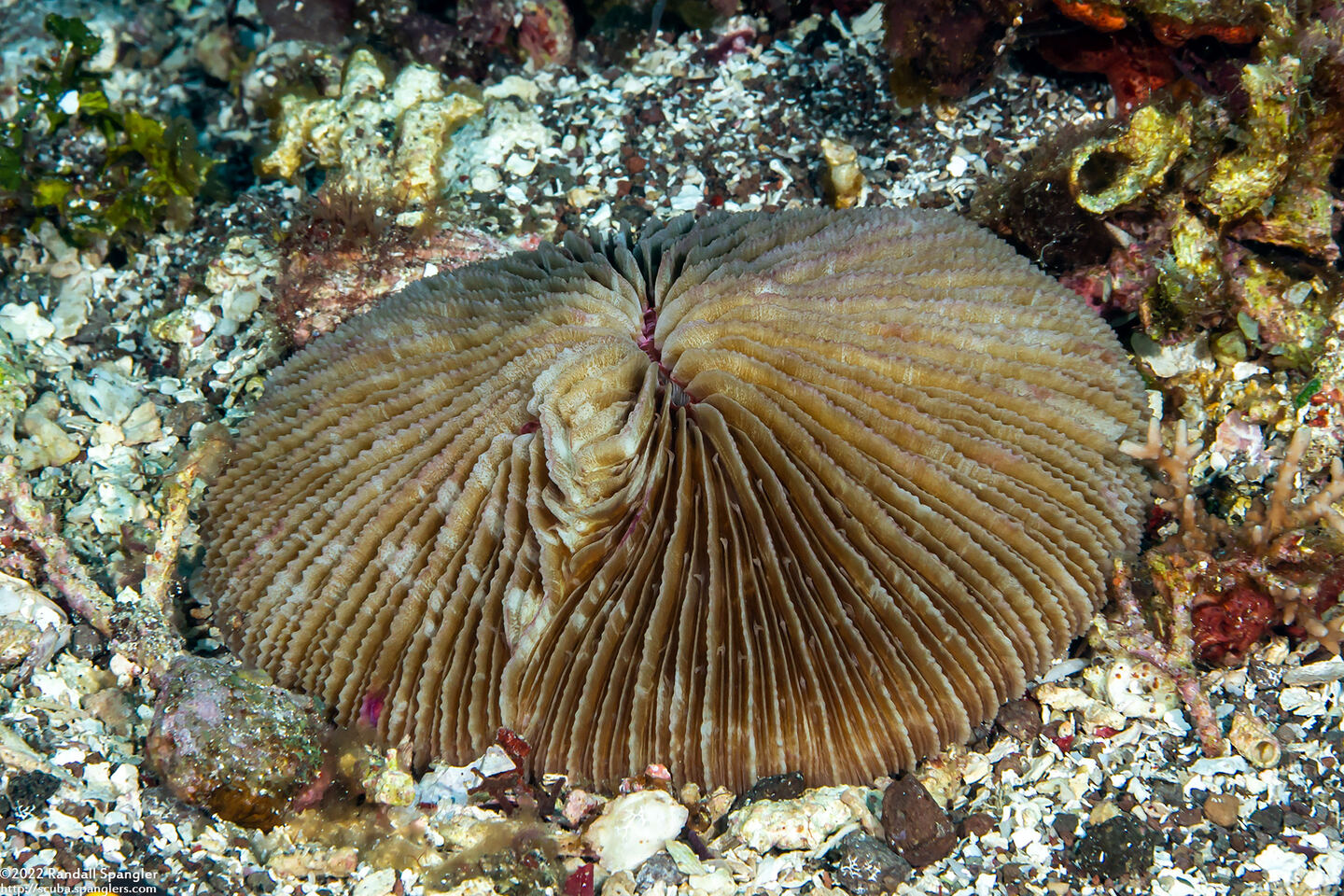 Fungia fungites (Common Mushroom Coral)