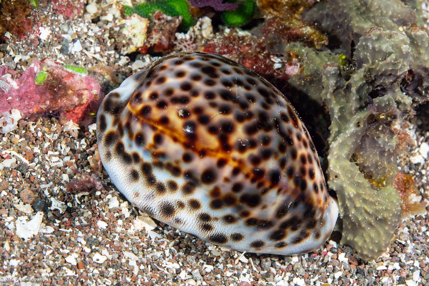 Cypraea tigris (Tiger Cowry)