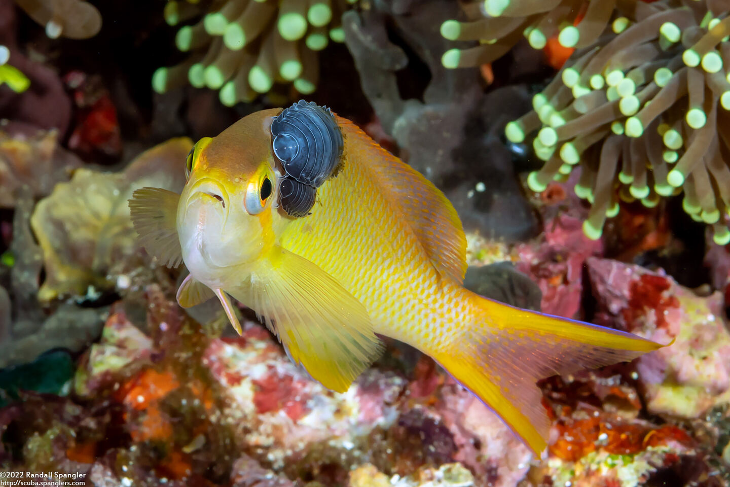 Anilocra sp.1 (Parasitic Isopod)