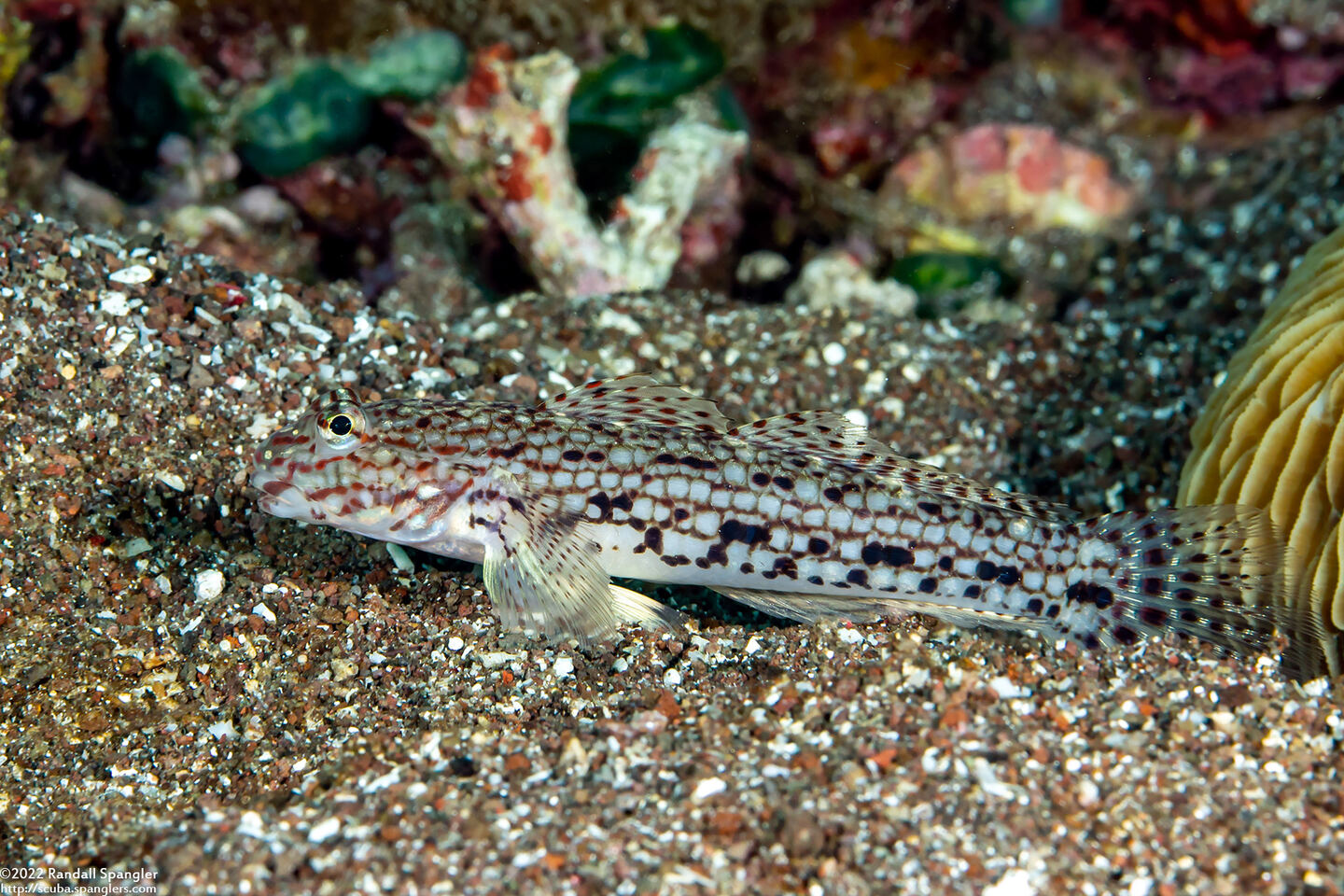 Istigobius ornatus (Ornate Sandgoby)