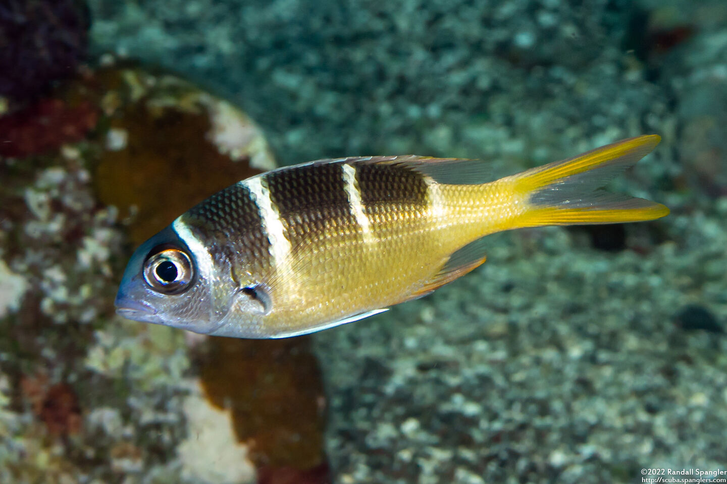 Monotaxis heterodon (Redfin Bream)
