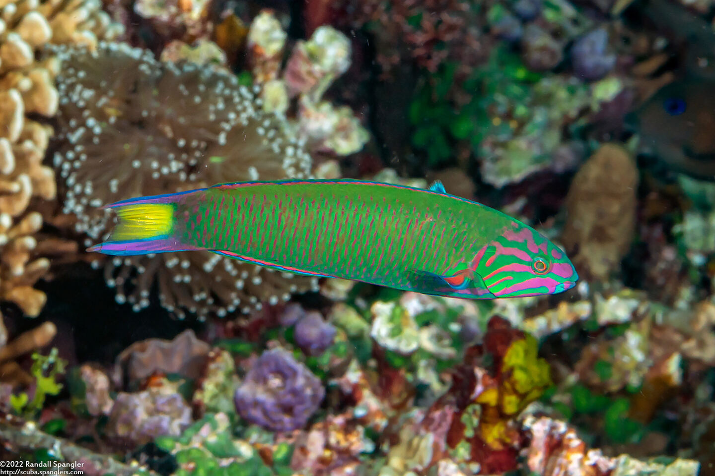Thalassoma lunare (Crescent Wrasse)