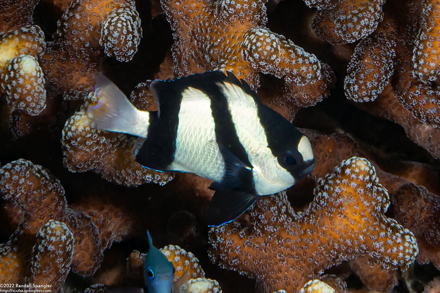 Dascyllus aruanus (Humbug Dascyllus)