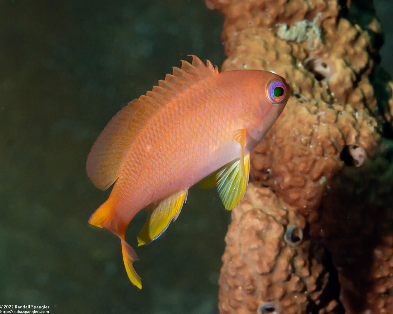 Pseudanthias squamipinnis (Scalefin Anthias)
