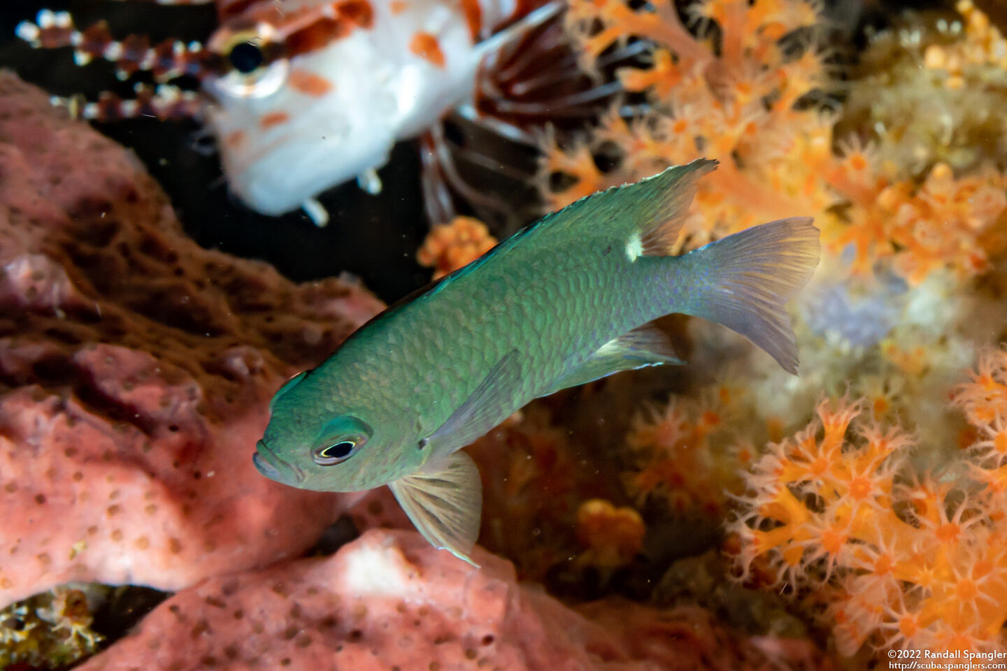 Chromis elerae (Twinspot Chromis)