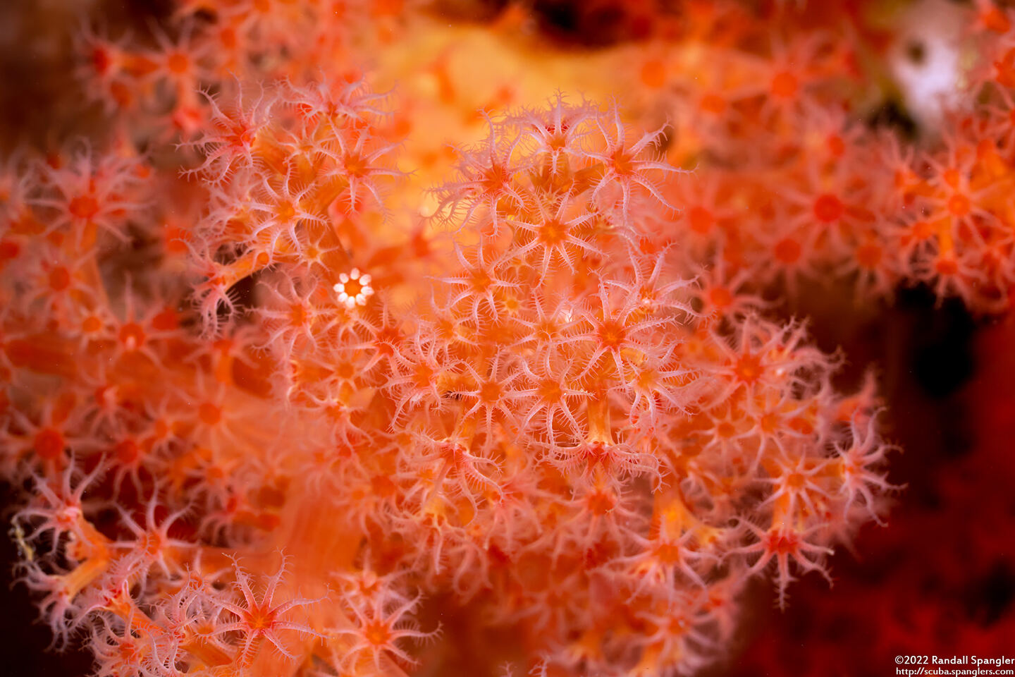 Dendronephthya sp.1 (Dendronephthya)