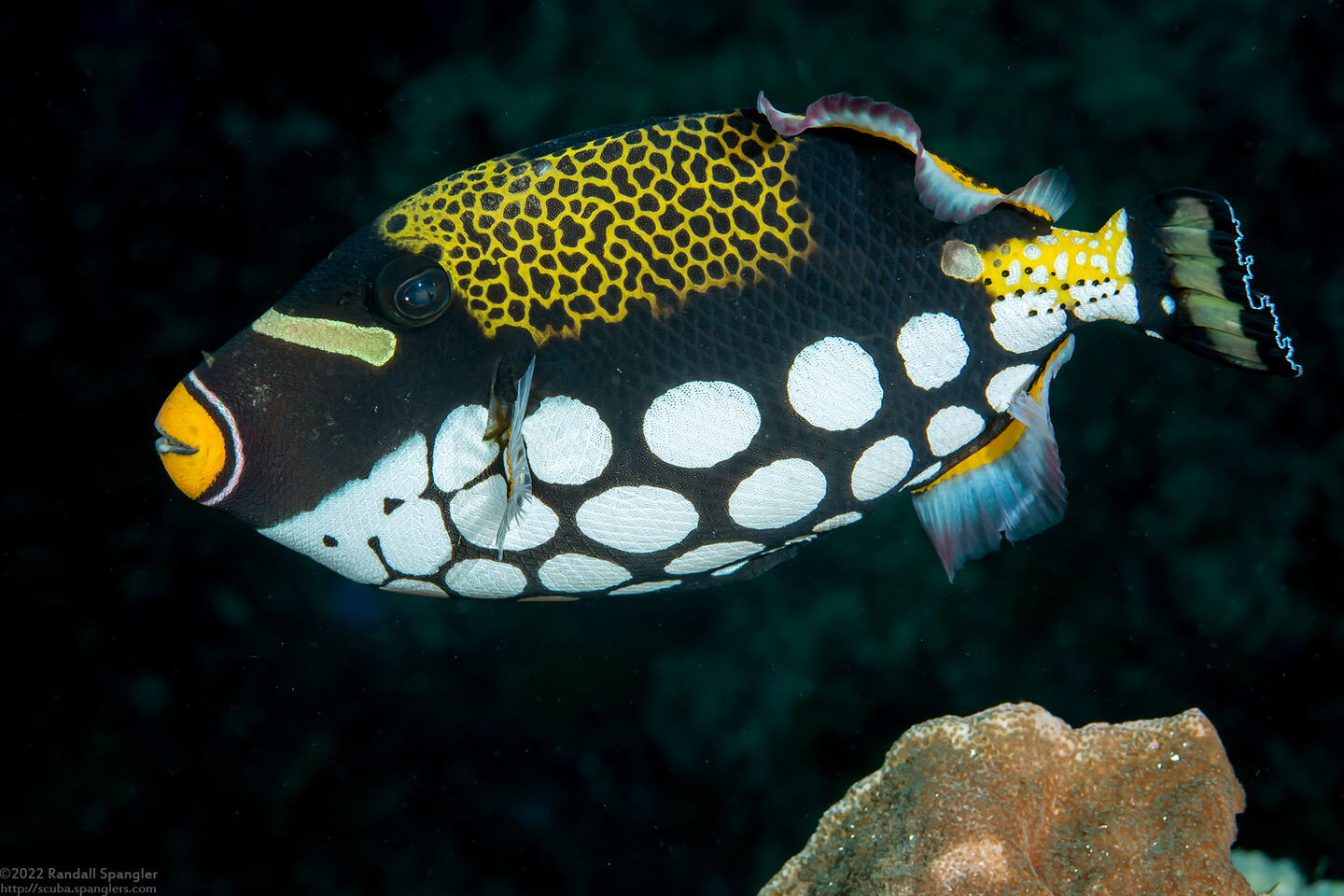 Balistoides conspicillum (Clown Triggerfish)
