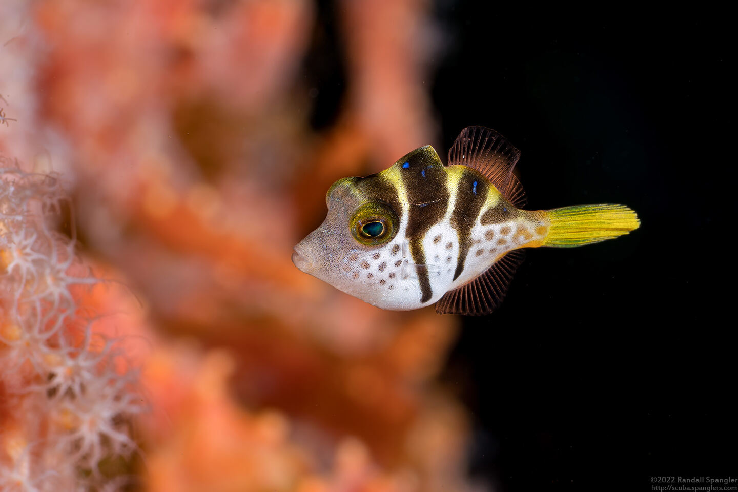 Paraluteres prionurus (Mimic Filefish)