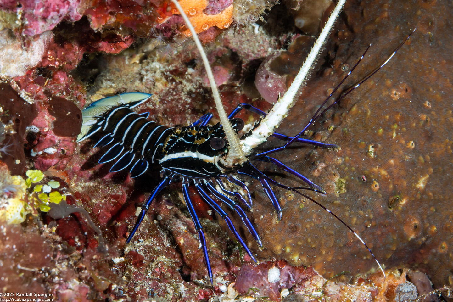 Panulirus versicolor (Painted Spiny Lobster)