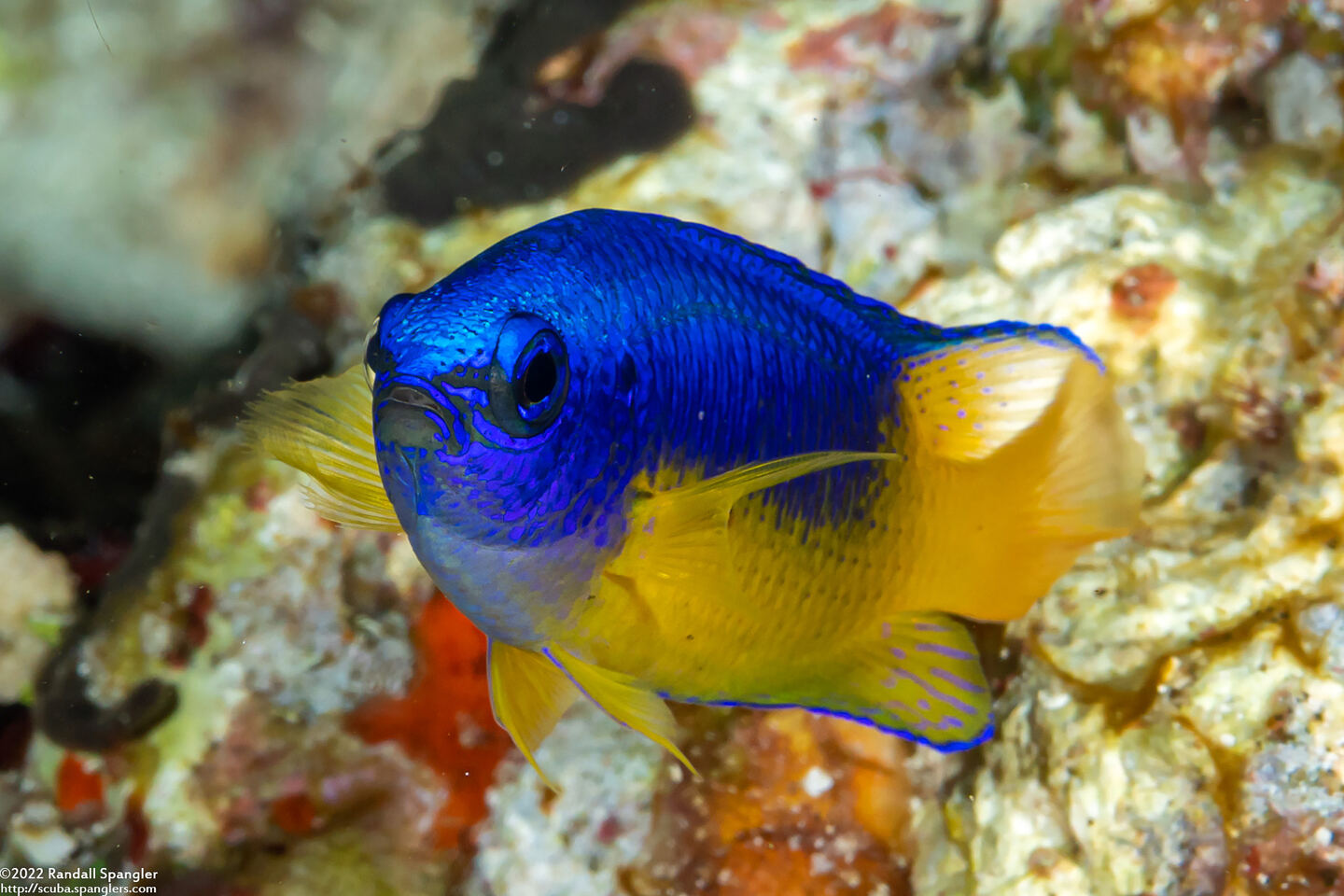 Pomacentrus auriventris (Goldbelly Damsel)