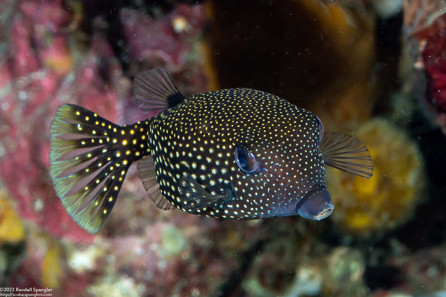 Ostracion meleagris (Spotted Boxfish)