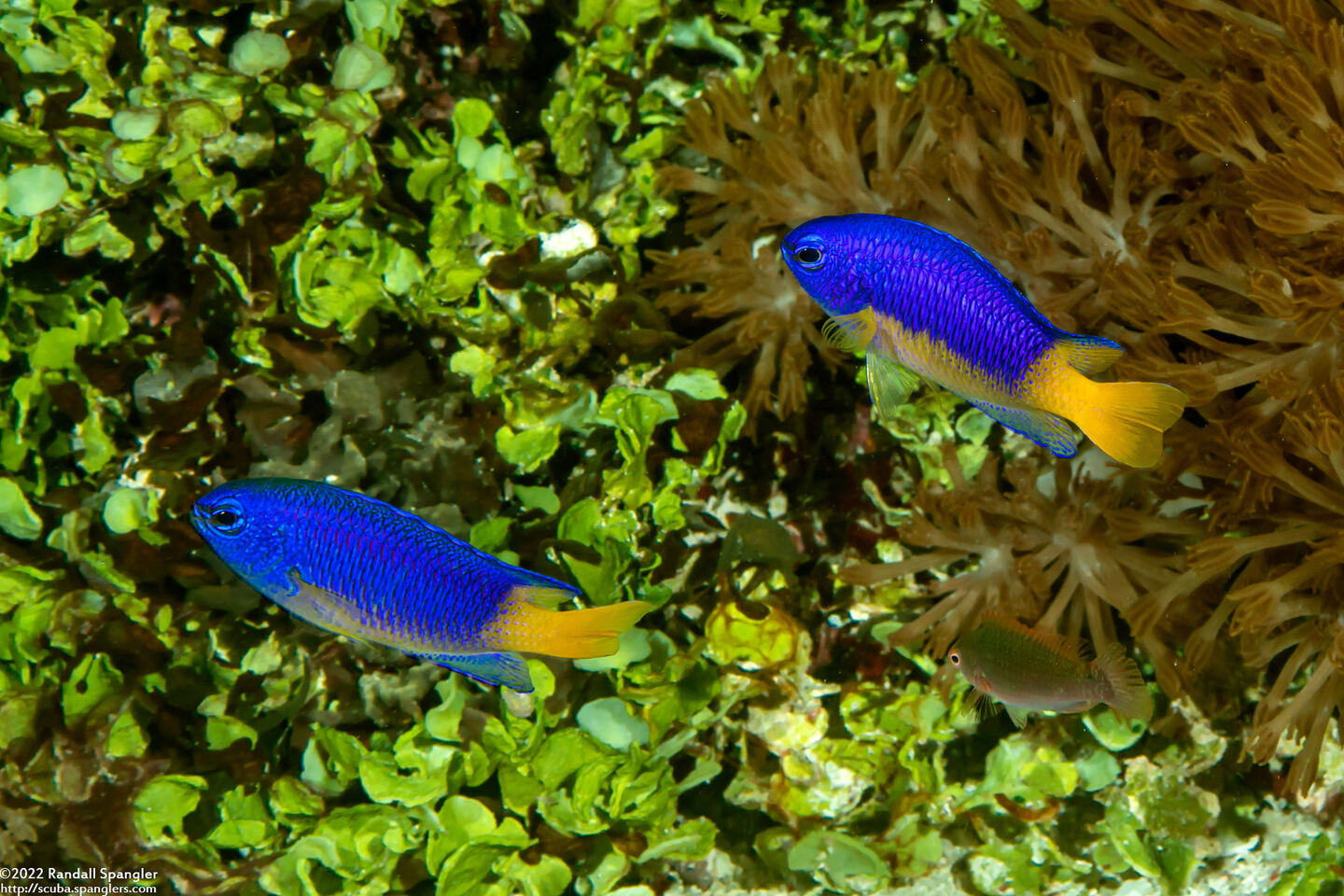 Pomacentrus auriventris (Goldbelly Damsel)