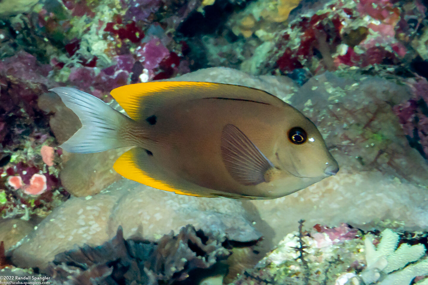 Ctenochaetus tominiensis (Tomini Bristletooth)
