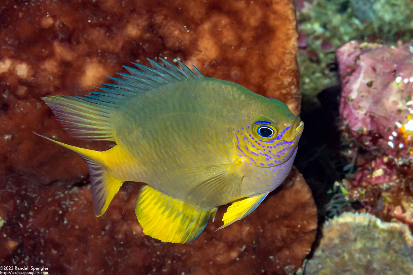 Amblyglyphidodon aureus (Golden Damsel)