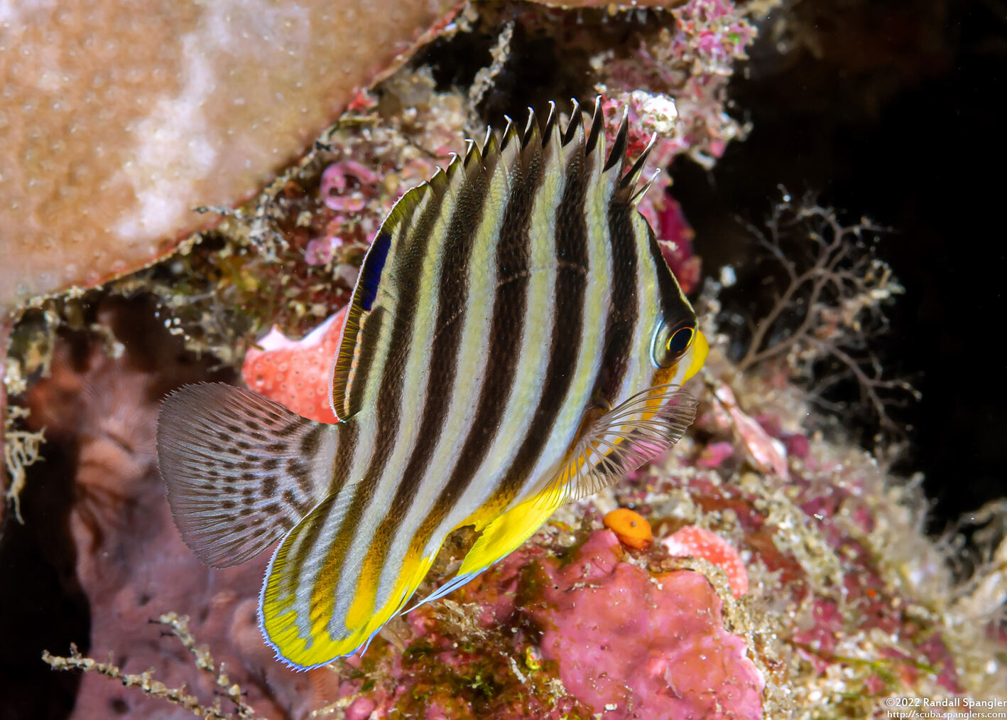 Paracentropyge multifasciata (Multi-Barred Angelfish)