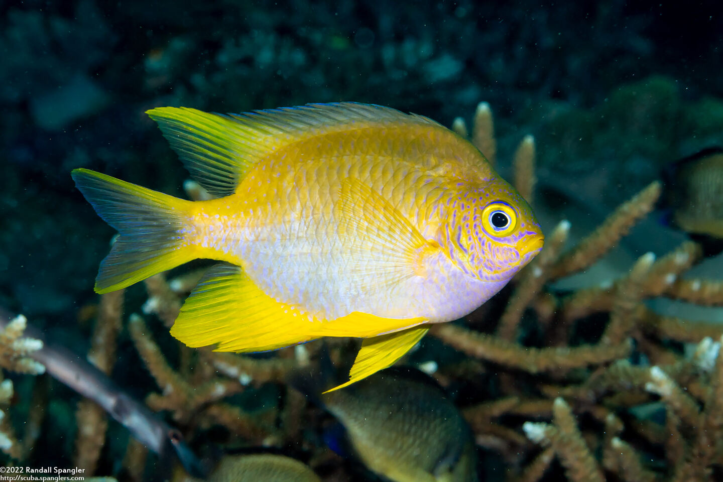 Amblyglyphidodon aureus (Golden Damsel)