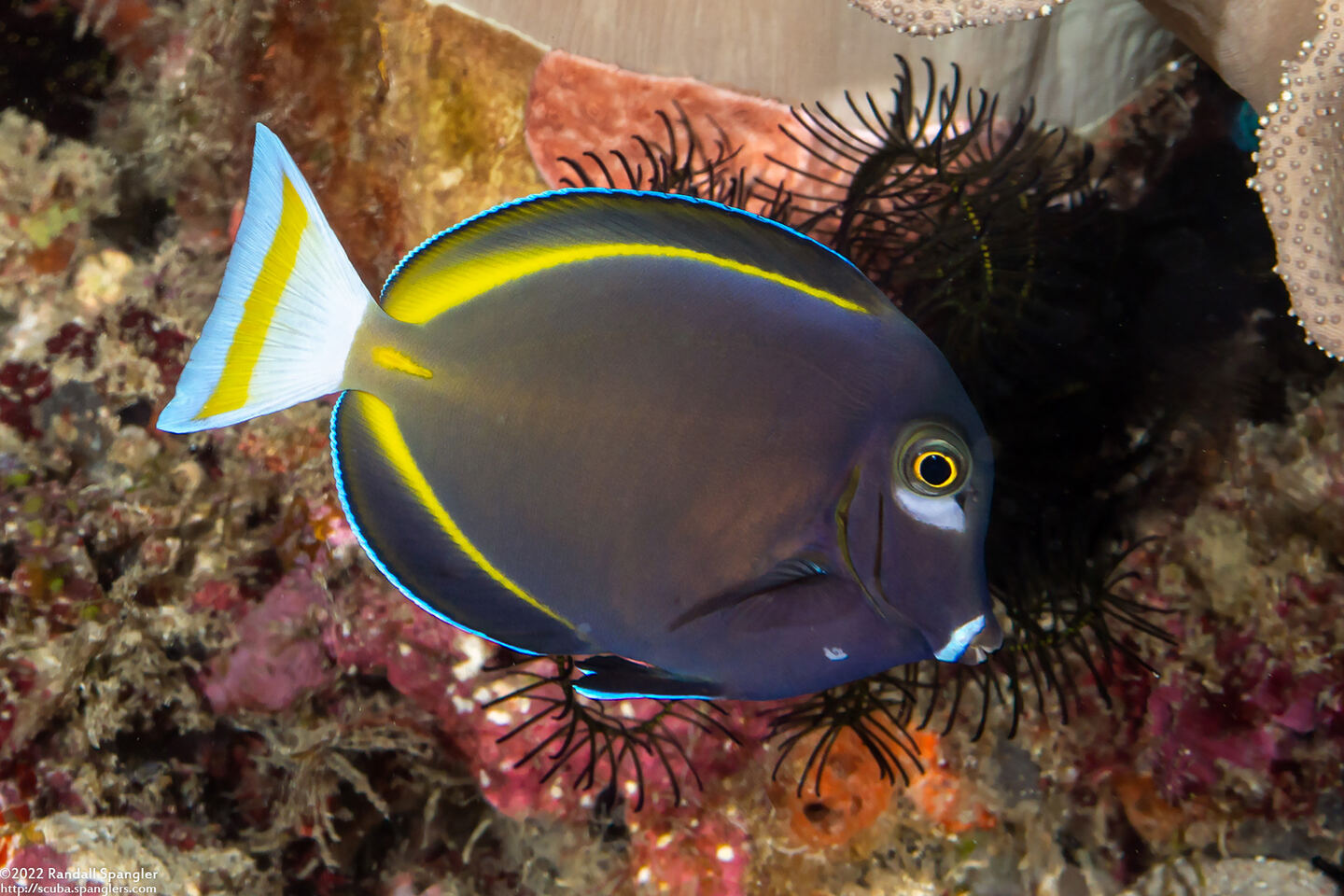 Acanthurus nigricans (Whitecheek Surgeonfish)