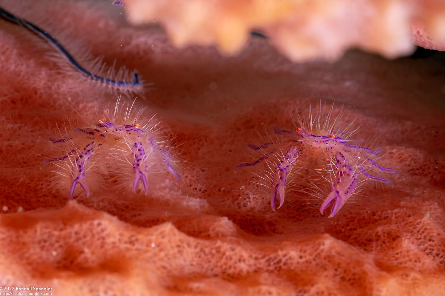 Lauriea siagiani (Hairy Squat Lobster)