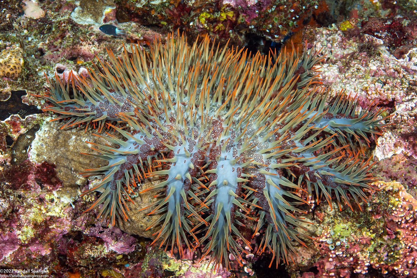 Acanthaster solaris (Crown-of-Thorns Star)