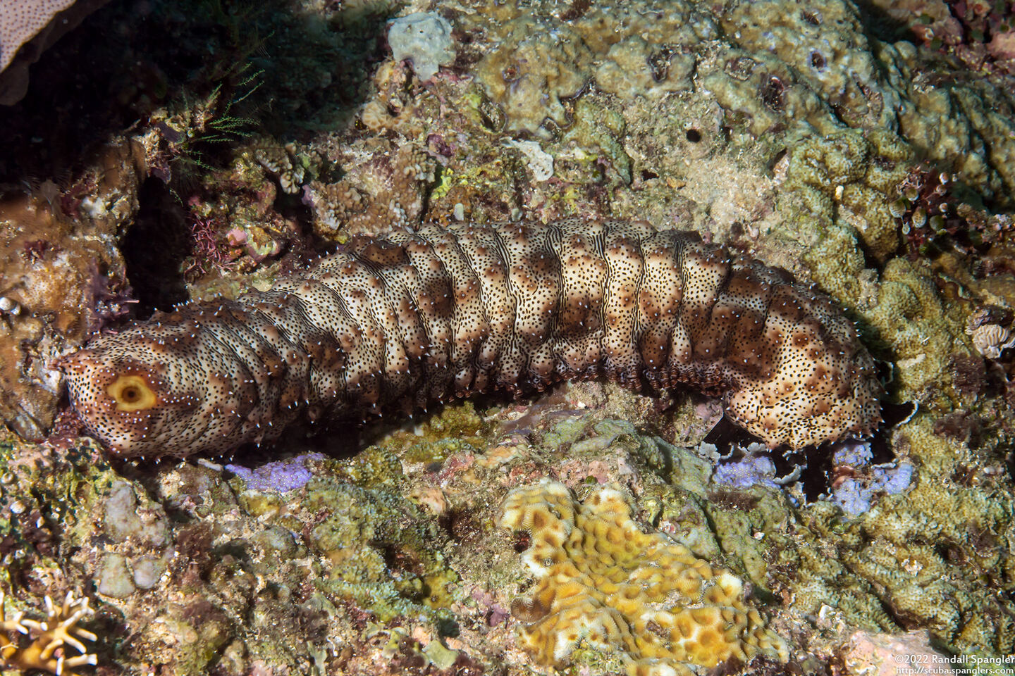 Pearsonothuria graeffei (Blackspotted Sea Cucumber)