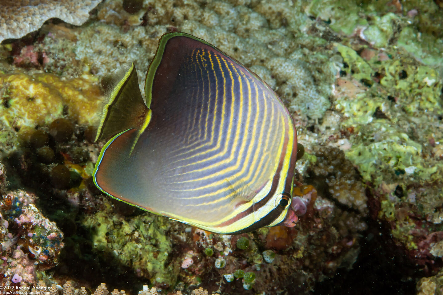 Chaetodon baronessa (Eastern Triangular Butterflyfish)