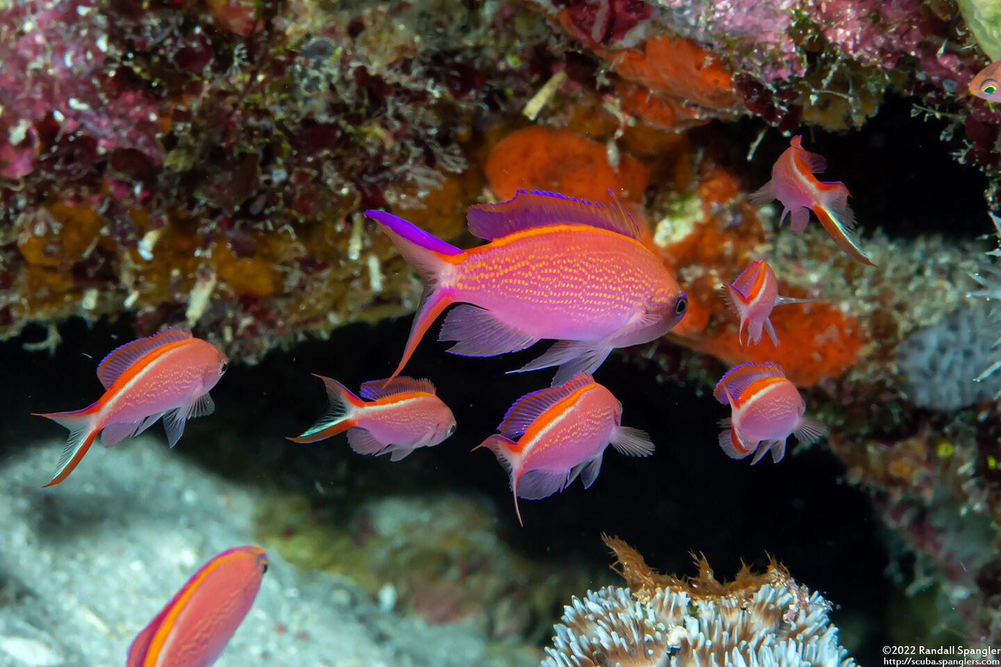 Pseudanthias smithvanizi (Princess Anthias)