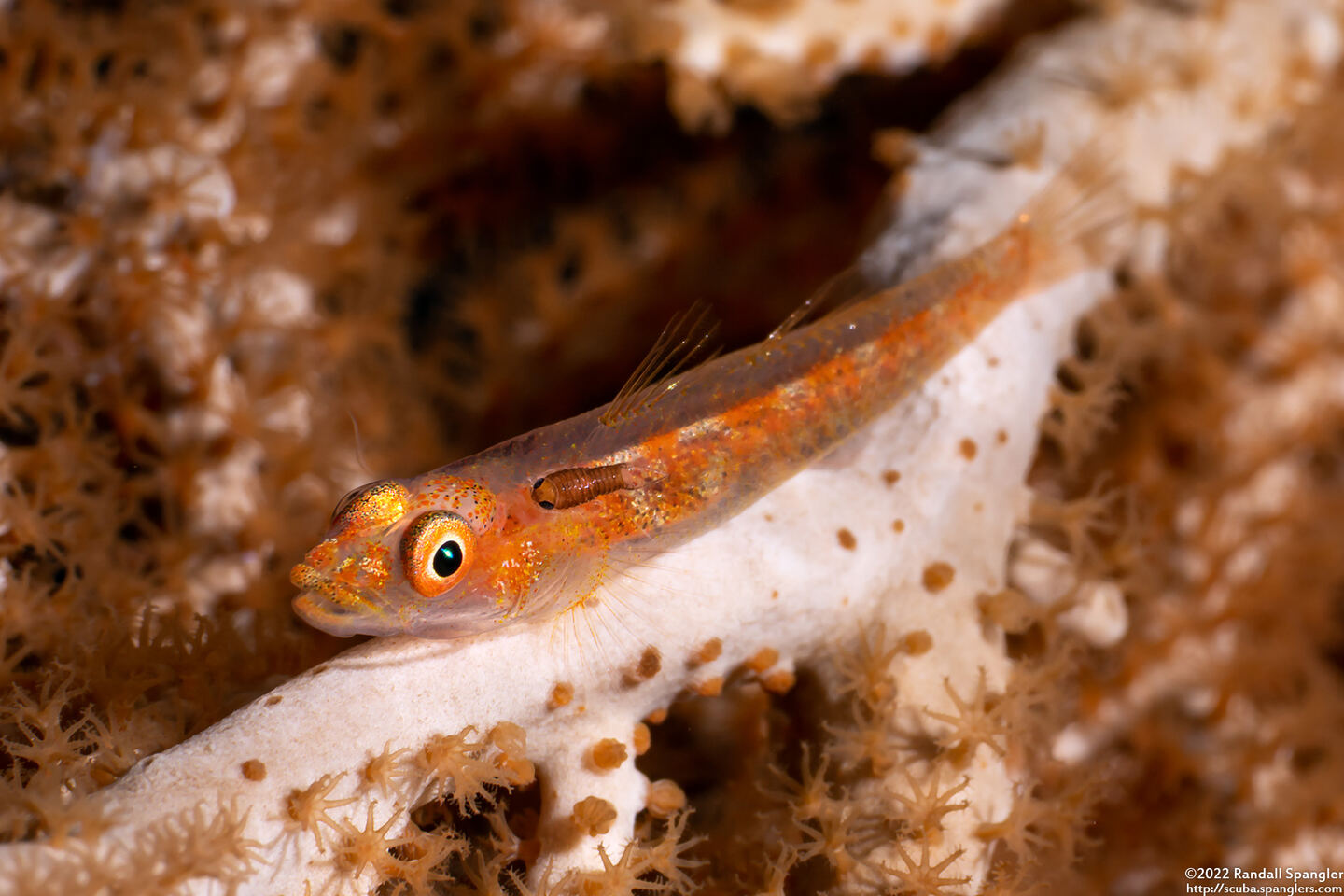 Pleurosicya mossambica (Common Ghostgoby)