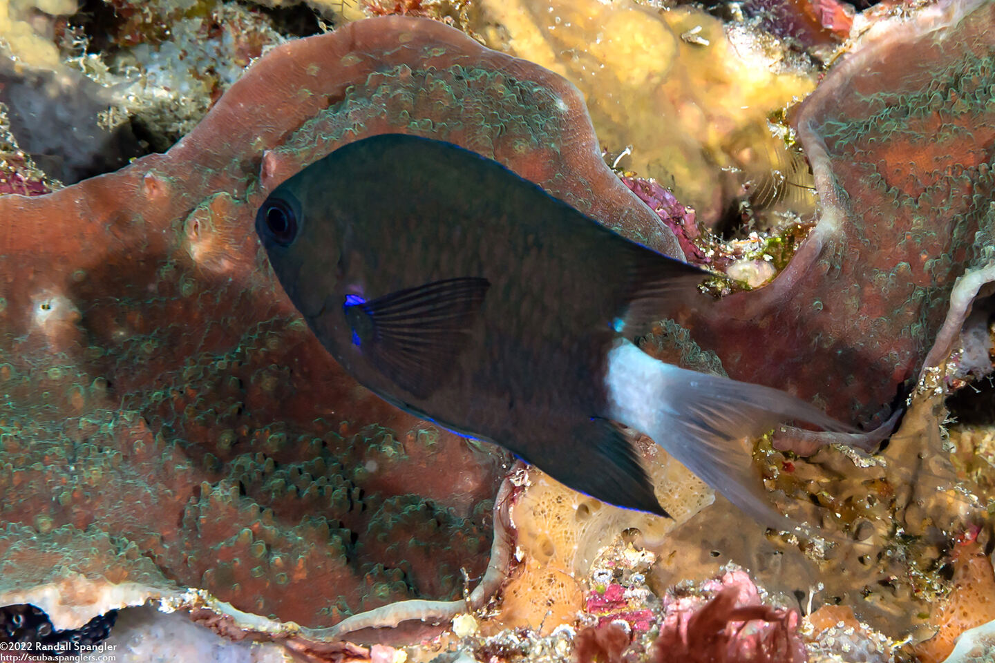 Pycnochromis caudalis (Blue-Axil Chromis)