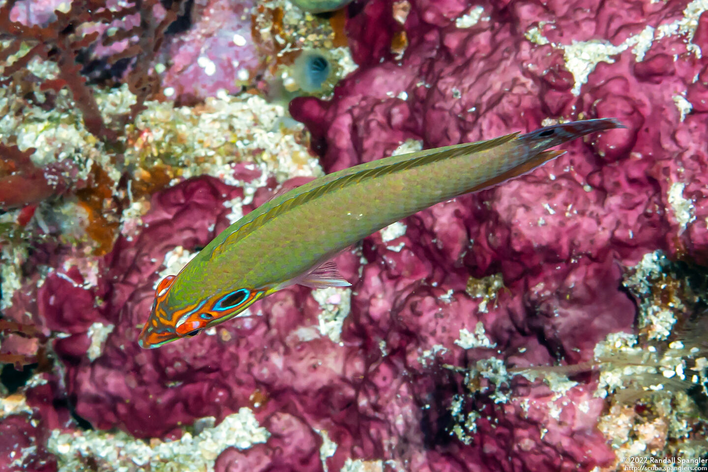 Halichoeres melasmapomus (Black-Eared Wrasse)
