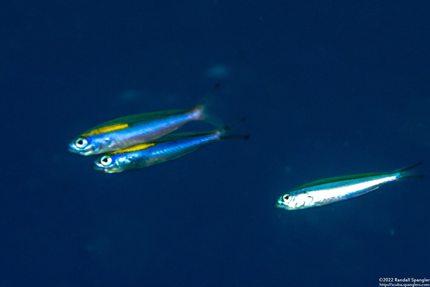 Pterocaesio randalli (Randall's Fusilier)