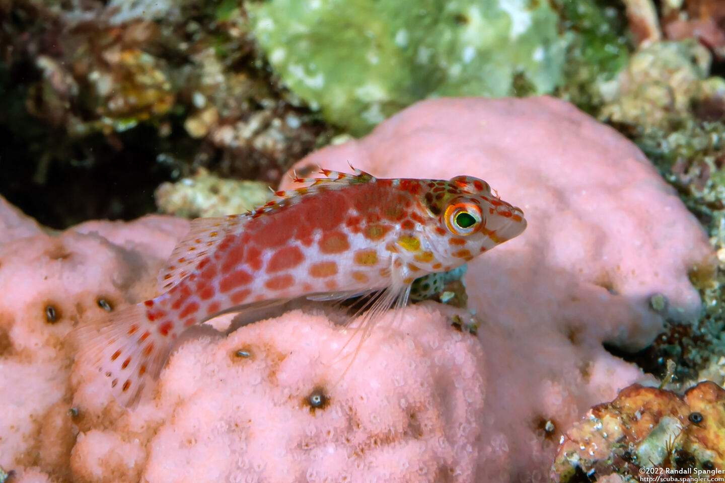 Cirrhitichthys oxycephalus (Pixy Hawkfish)
