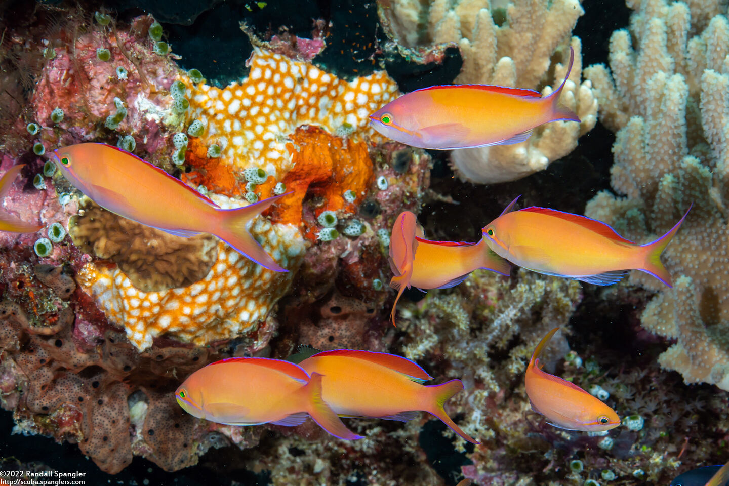 Pseudanthias dispar (Redfin Anthias)