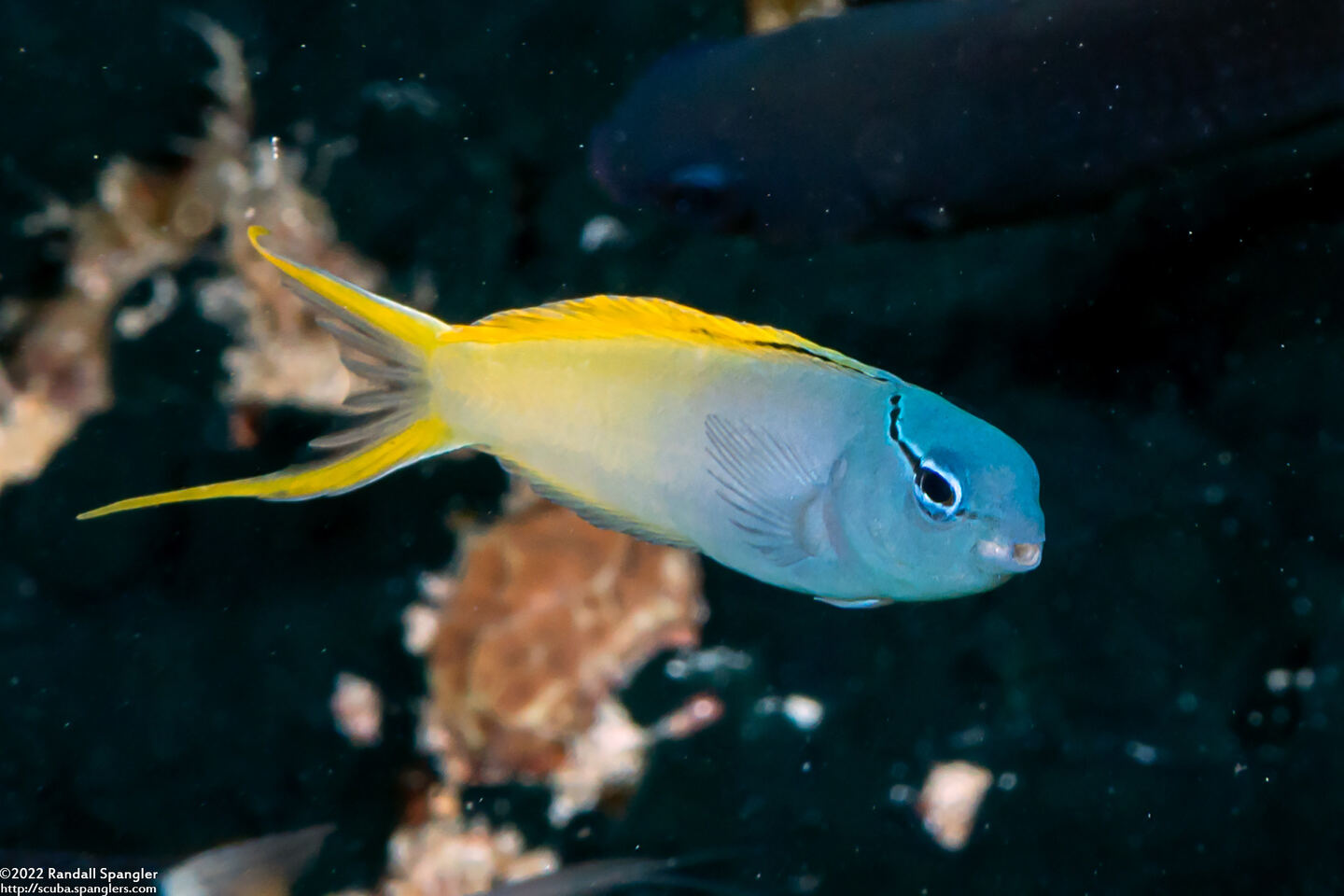 Meiacanthus atrodorsalis (Yellowtail Fangblenny)