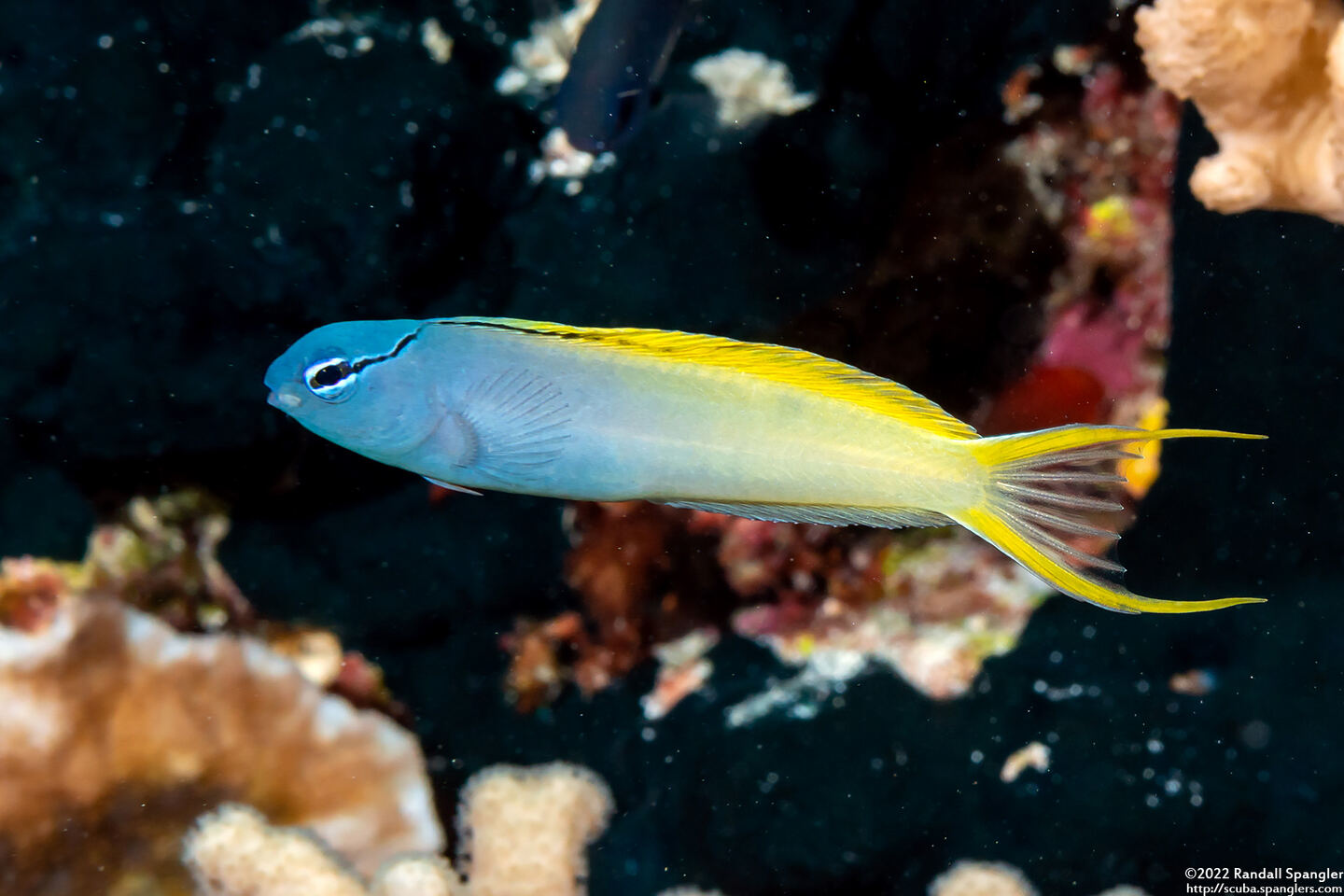 Meiacanthus atrodorsalis (Yellowtail Fangblenny)